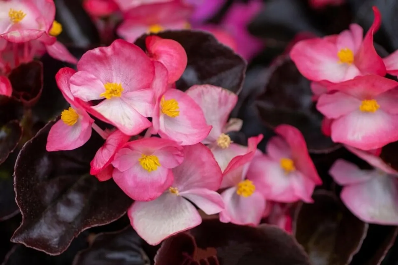 Begonias Indoor Plant 
