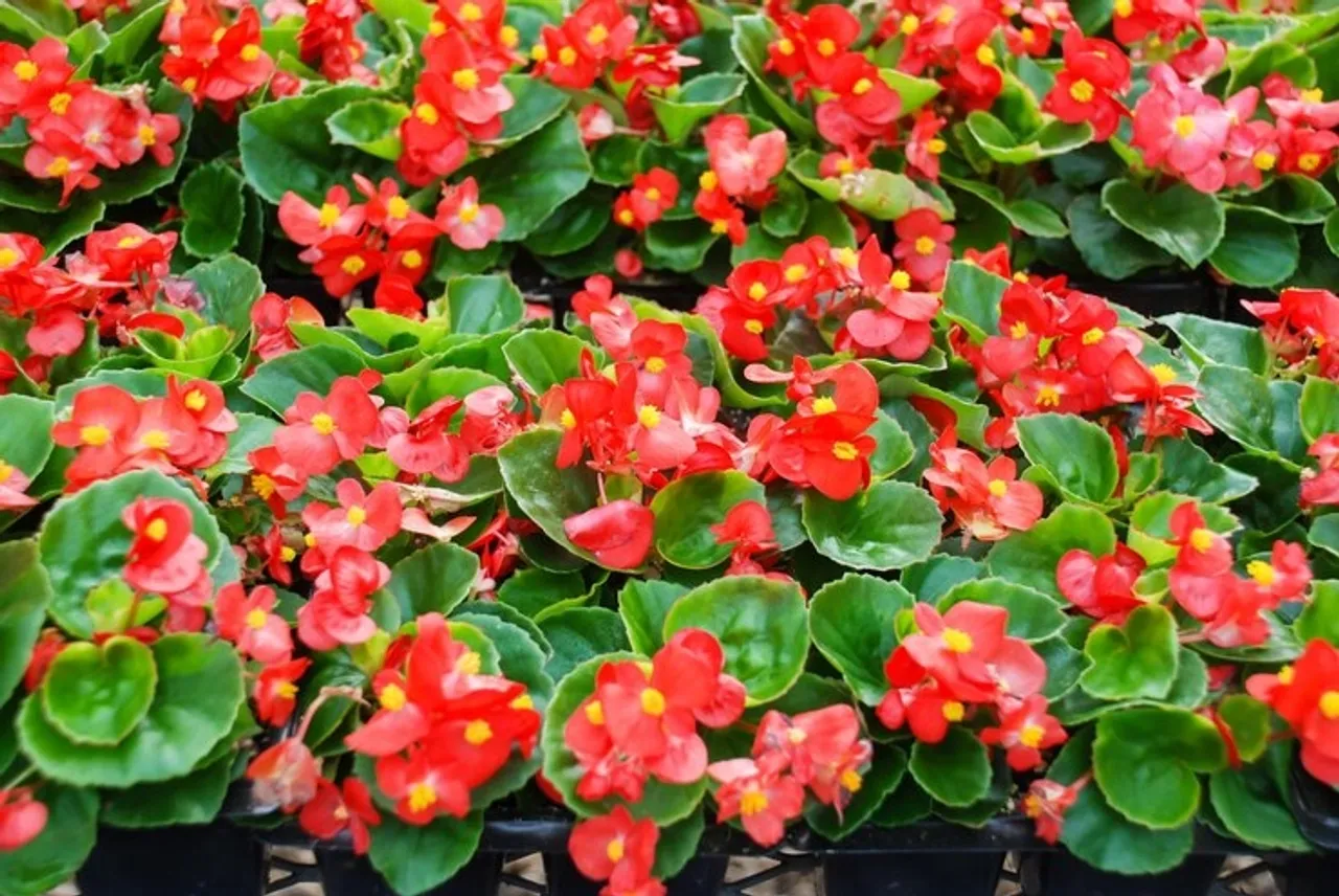 Begonias Indoor Plant 