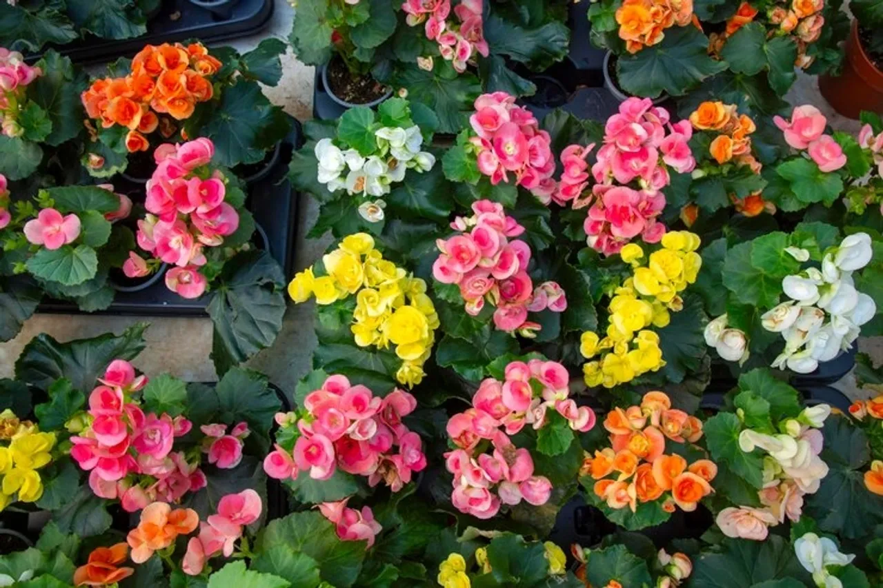 Begonias Indoor Plant 