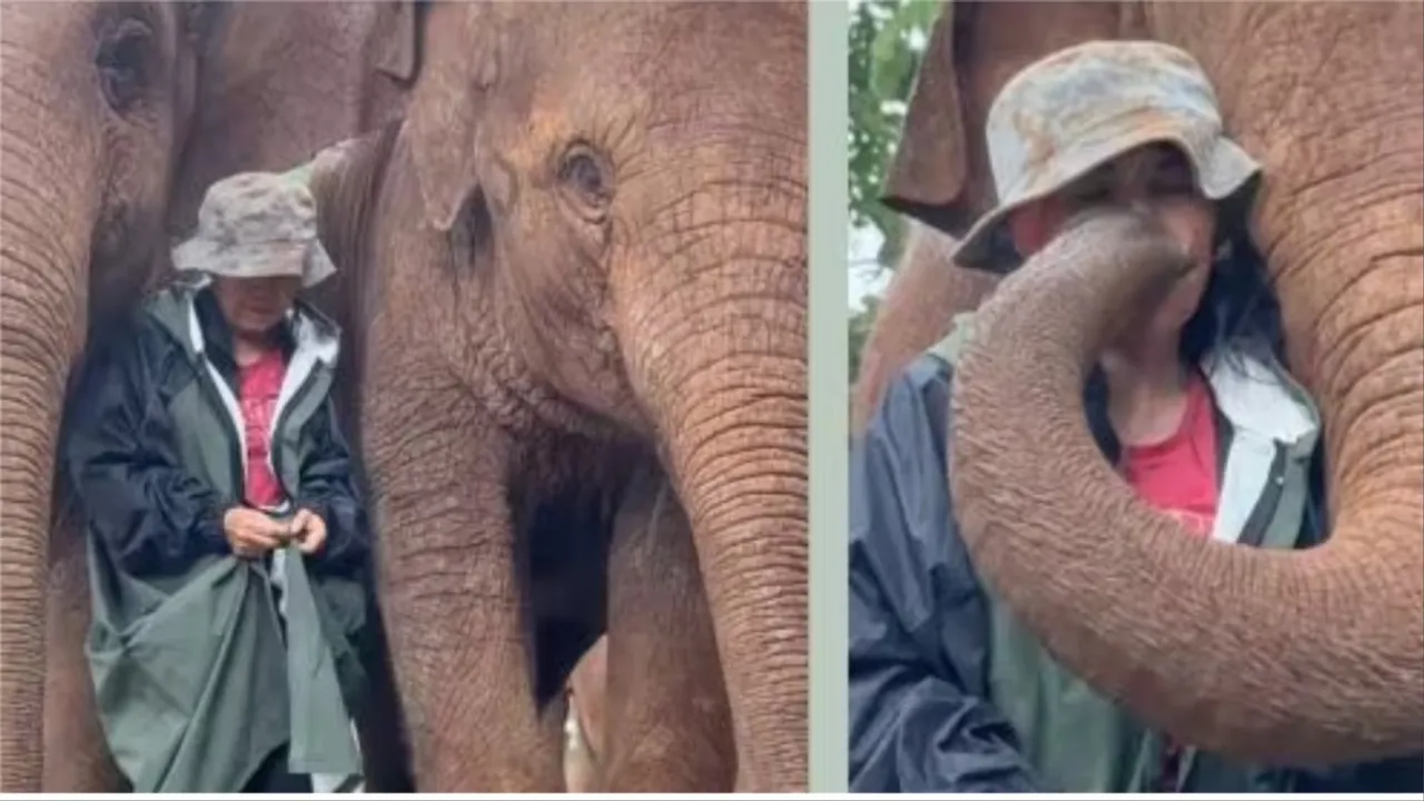 Elephant Viral Video