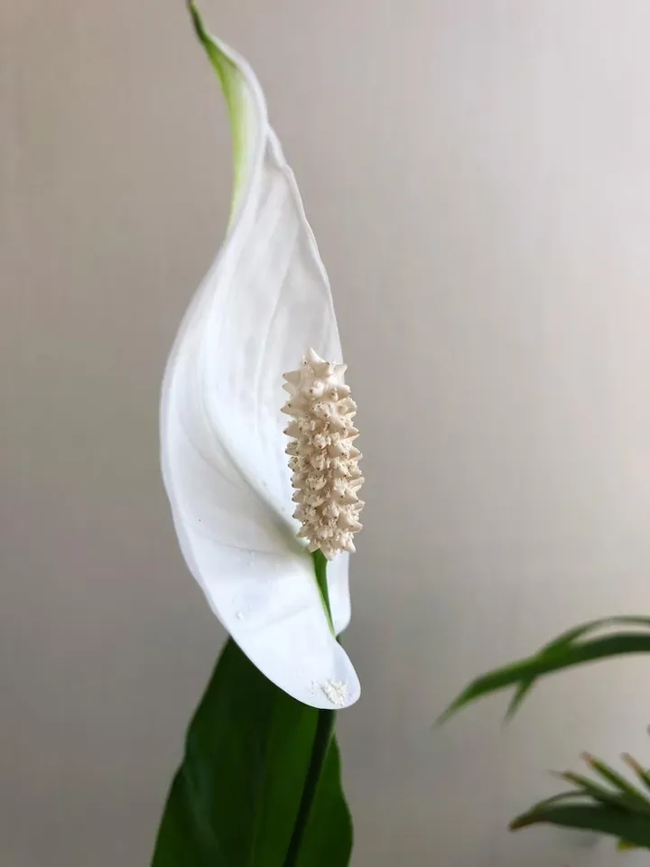 Peace Lilly 