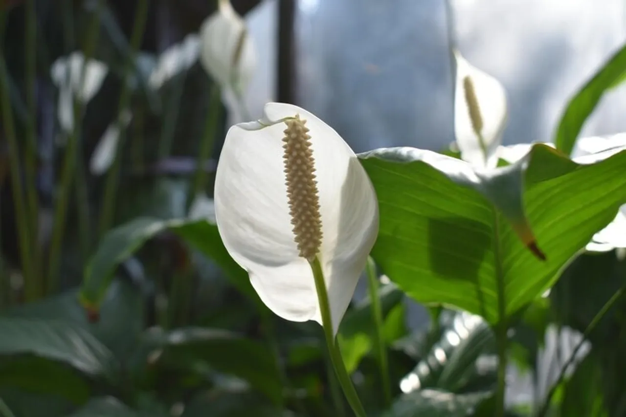 Peace Lilly 