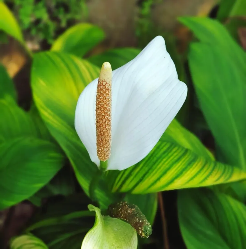 Peace Lilly 
