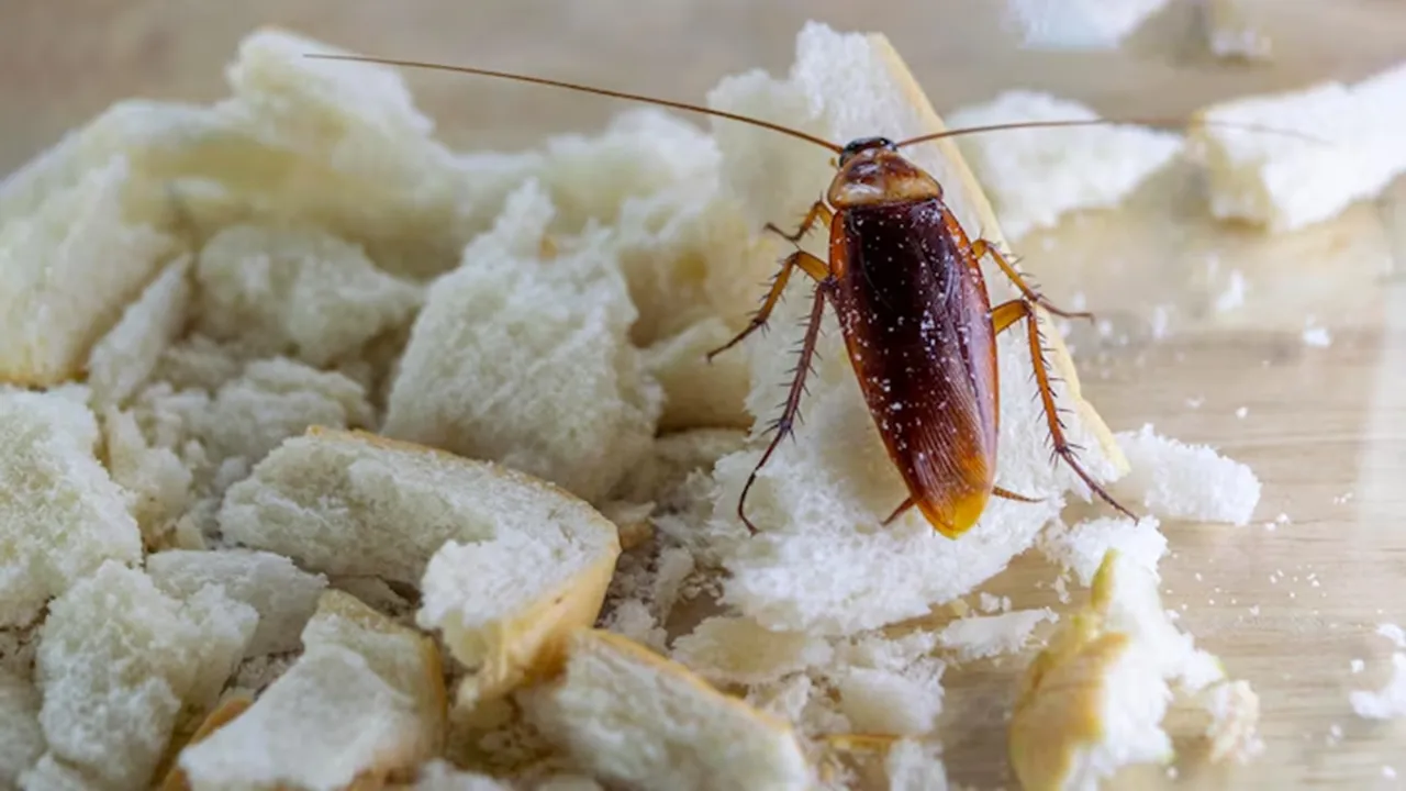 Tips To Get Rid of Cockroach
