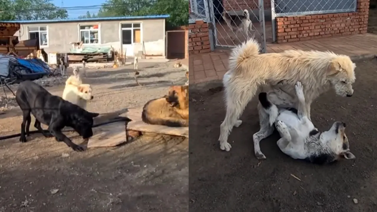 Dog King Viral Video