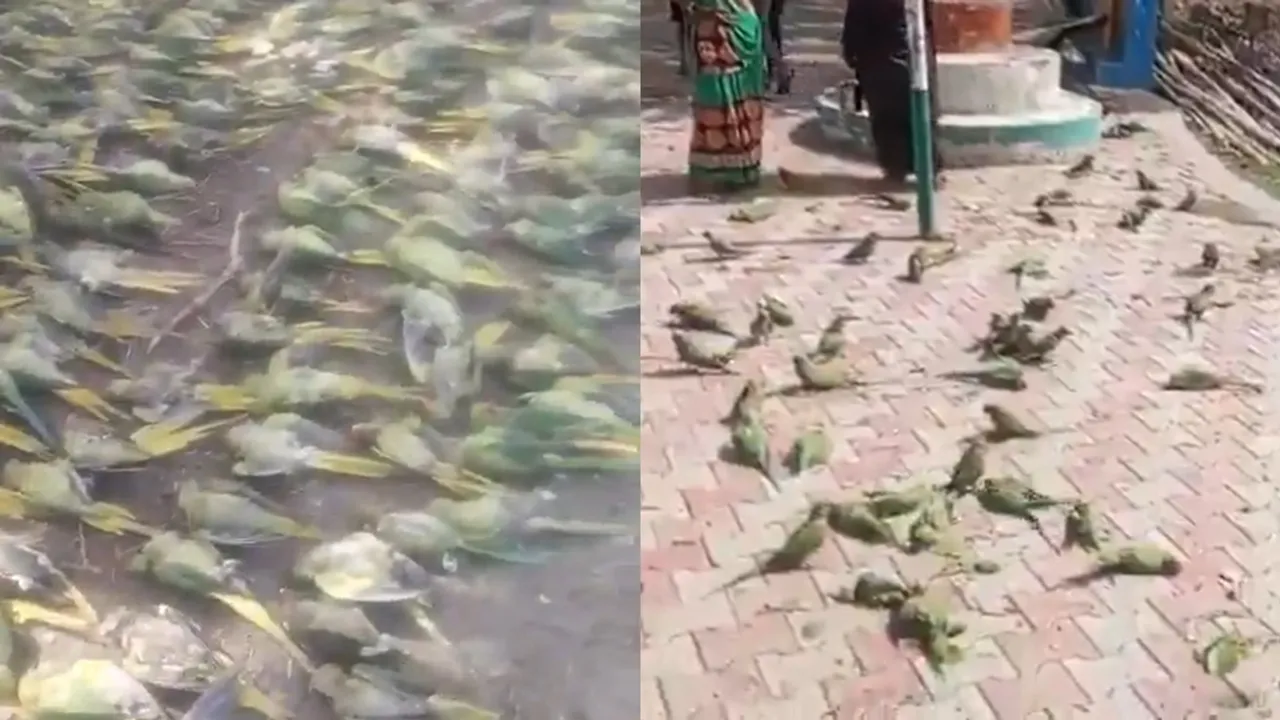 parrots found Jhansi