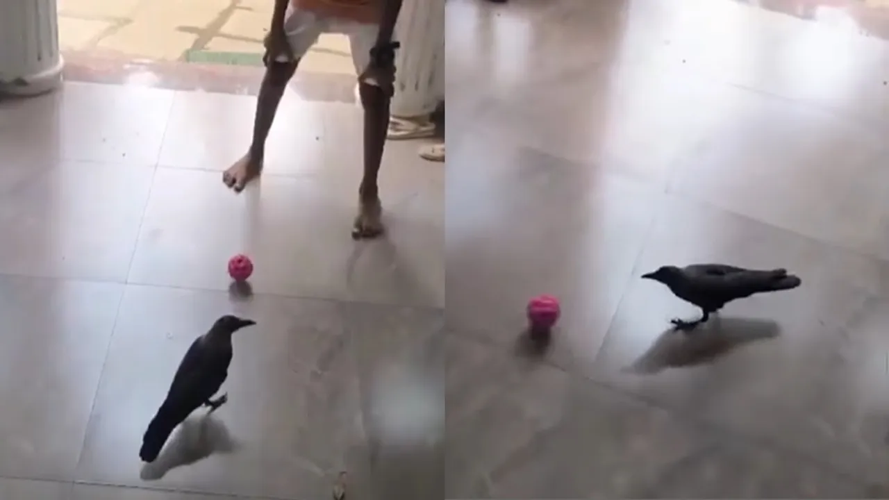 Crow plays football 