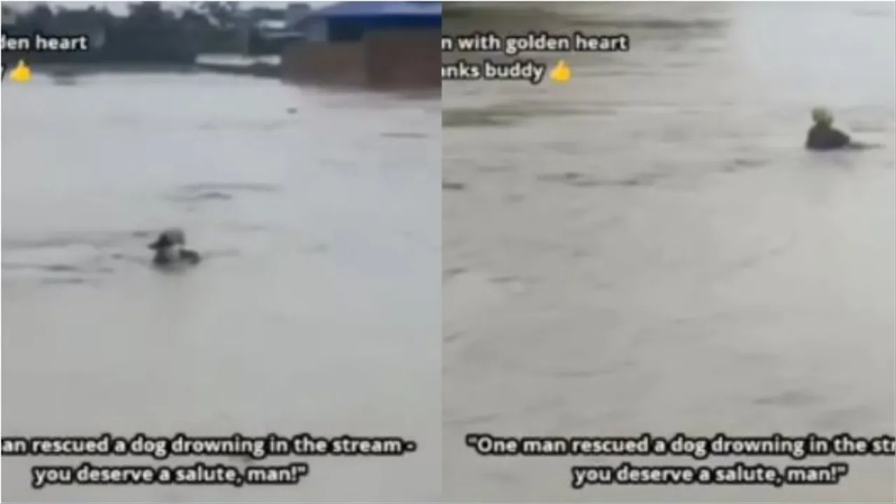 Man Rescue Dog