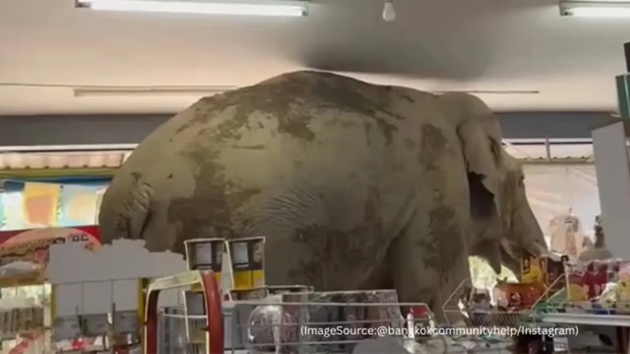 Elephant enters store