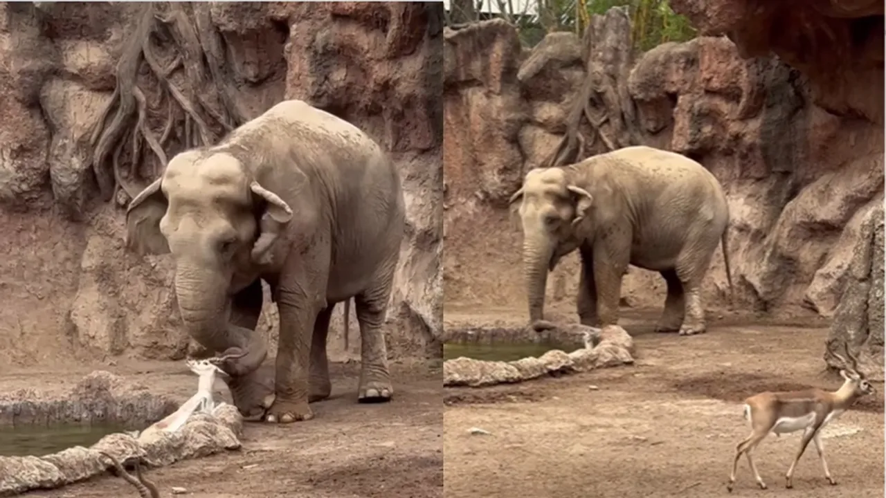 Elephant, Deer, Viral Video