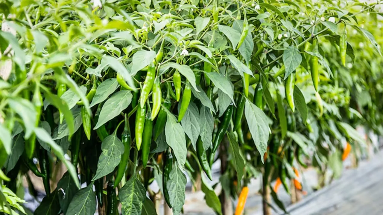 Green Chilli Plant