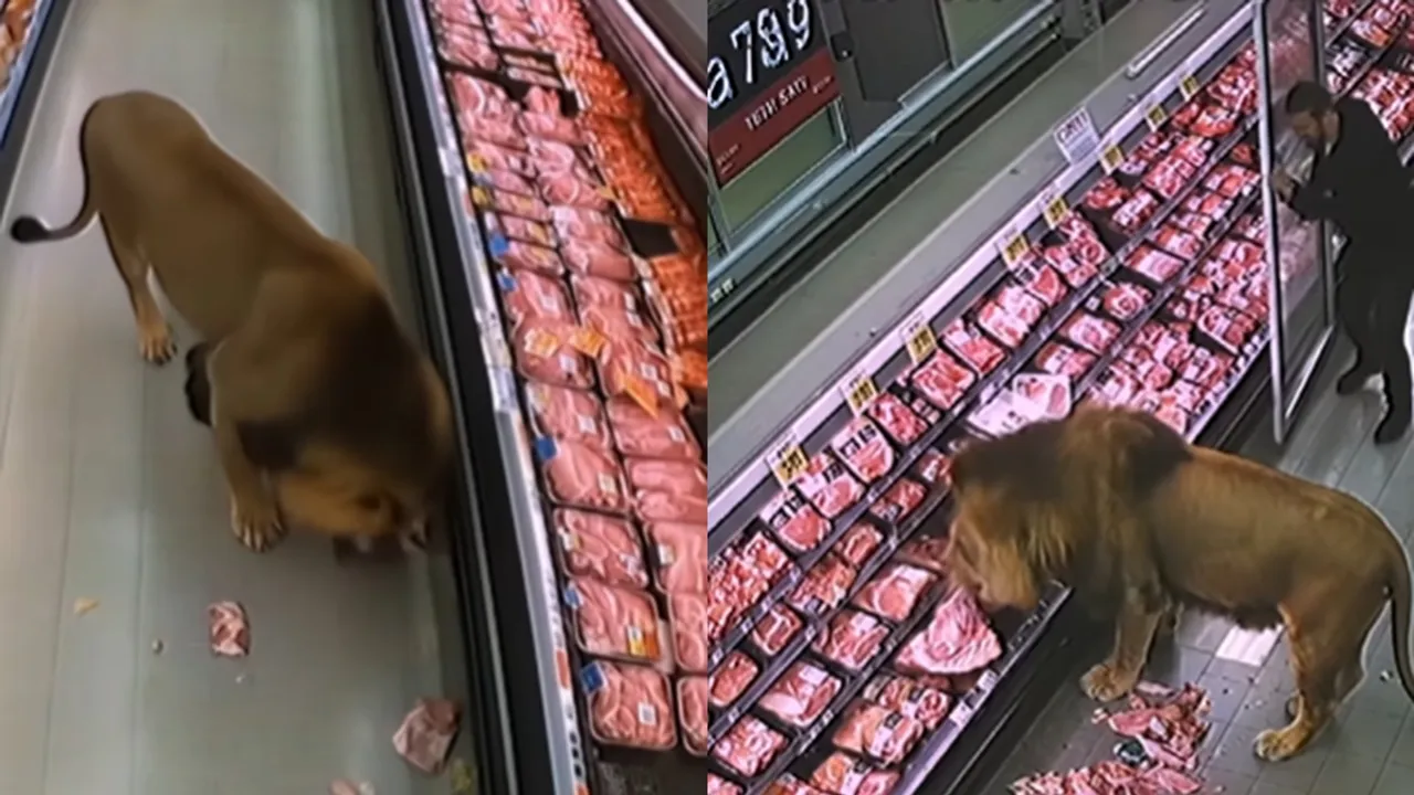 Lion, South Africa, Viral Video