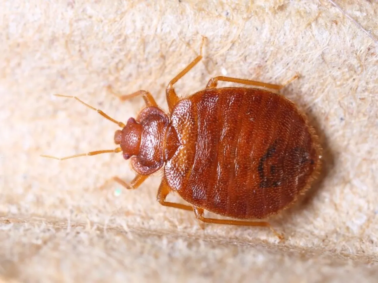 Tips To get Rid Of Bed Bugs