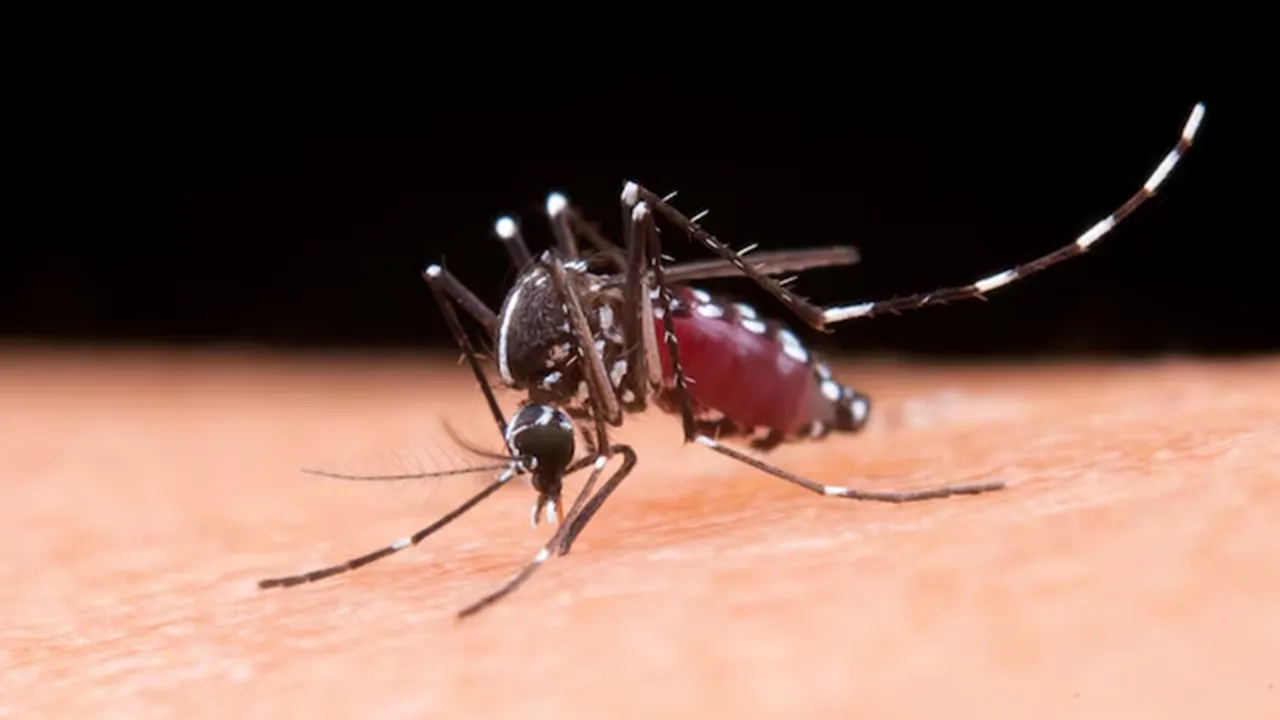 Tips To Get Rid Of Mosquito FI
