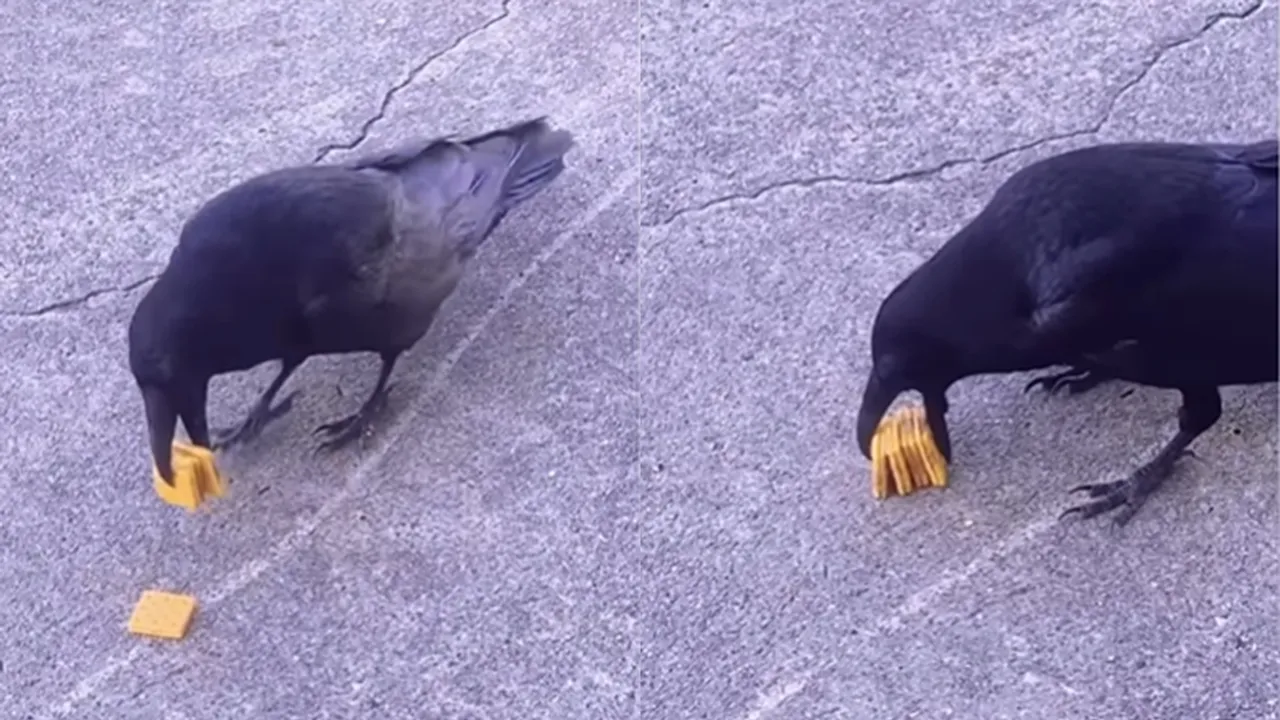 Crow Viral Video