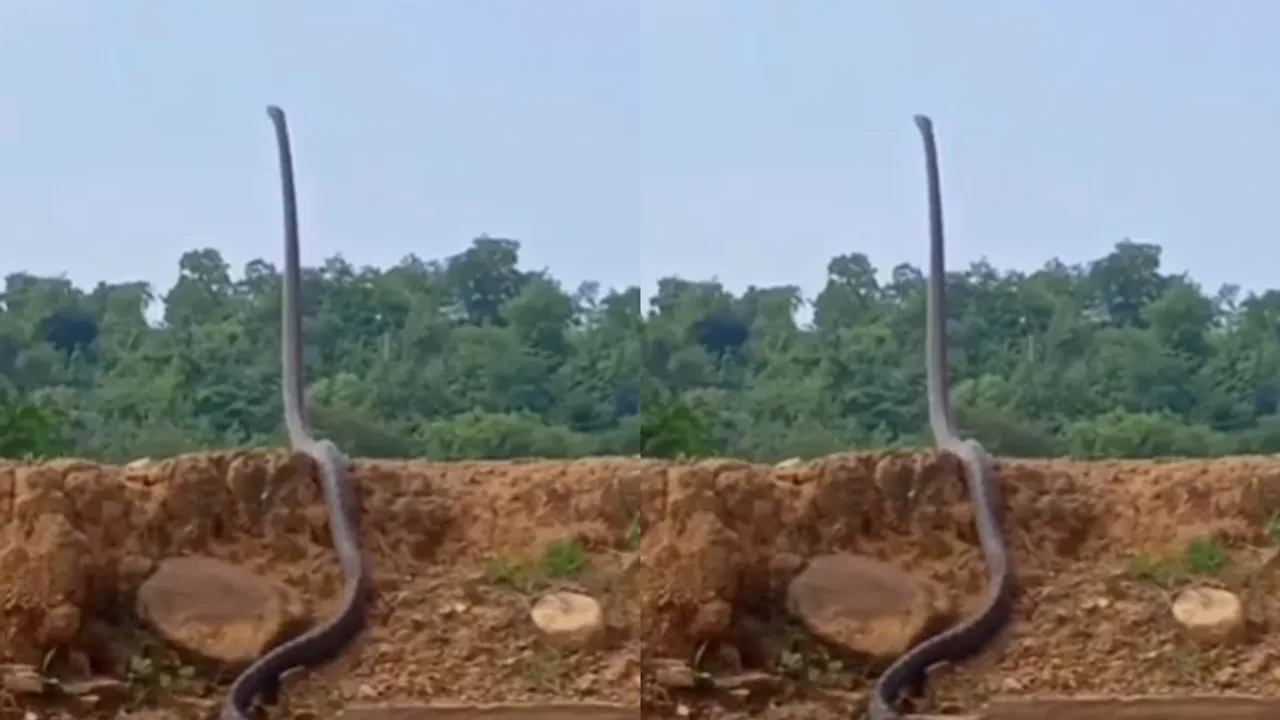 King Cobra Viral Video