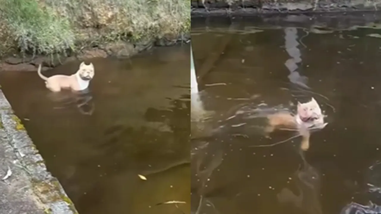 Dog Drowned Viral Video