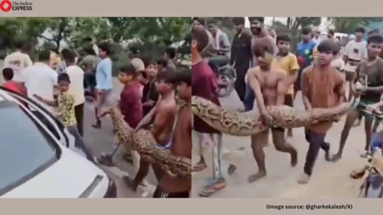 Indian rock python Bulandshahr video