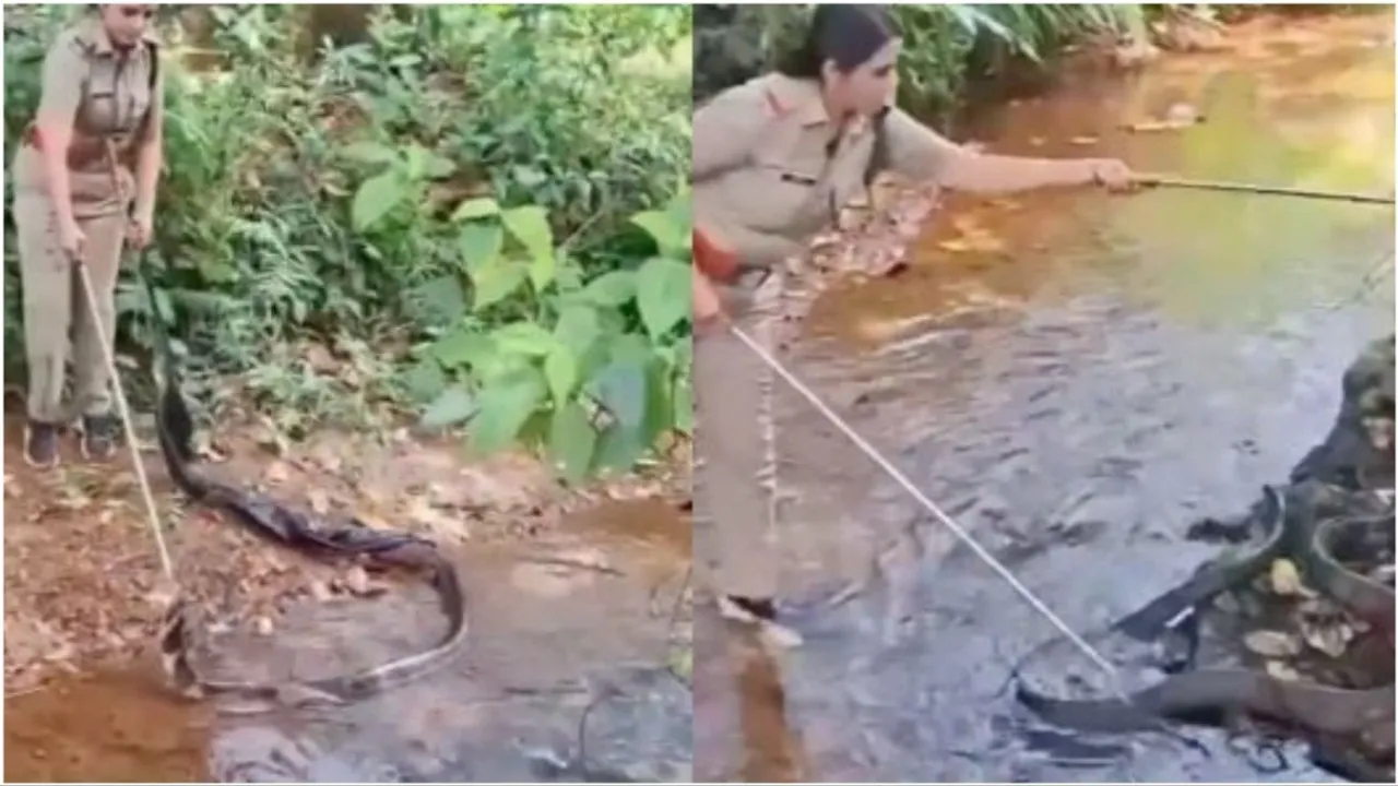 Women forest officer rescuing king cobra