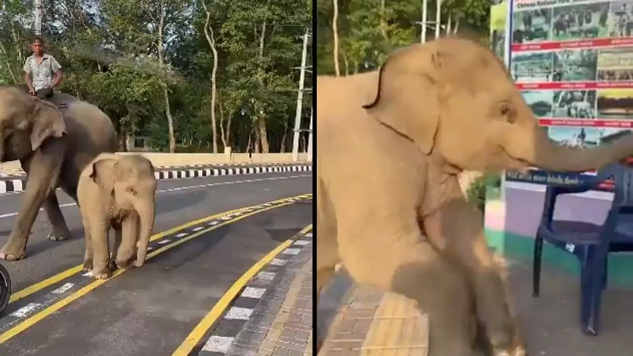 Baby Elephant Eating Watermelon