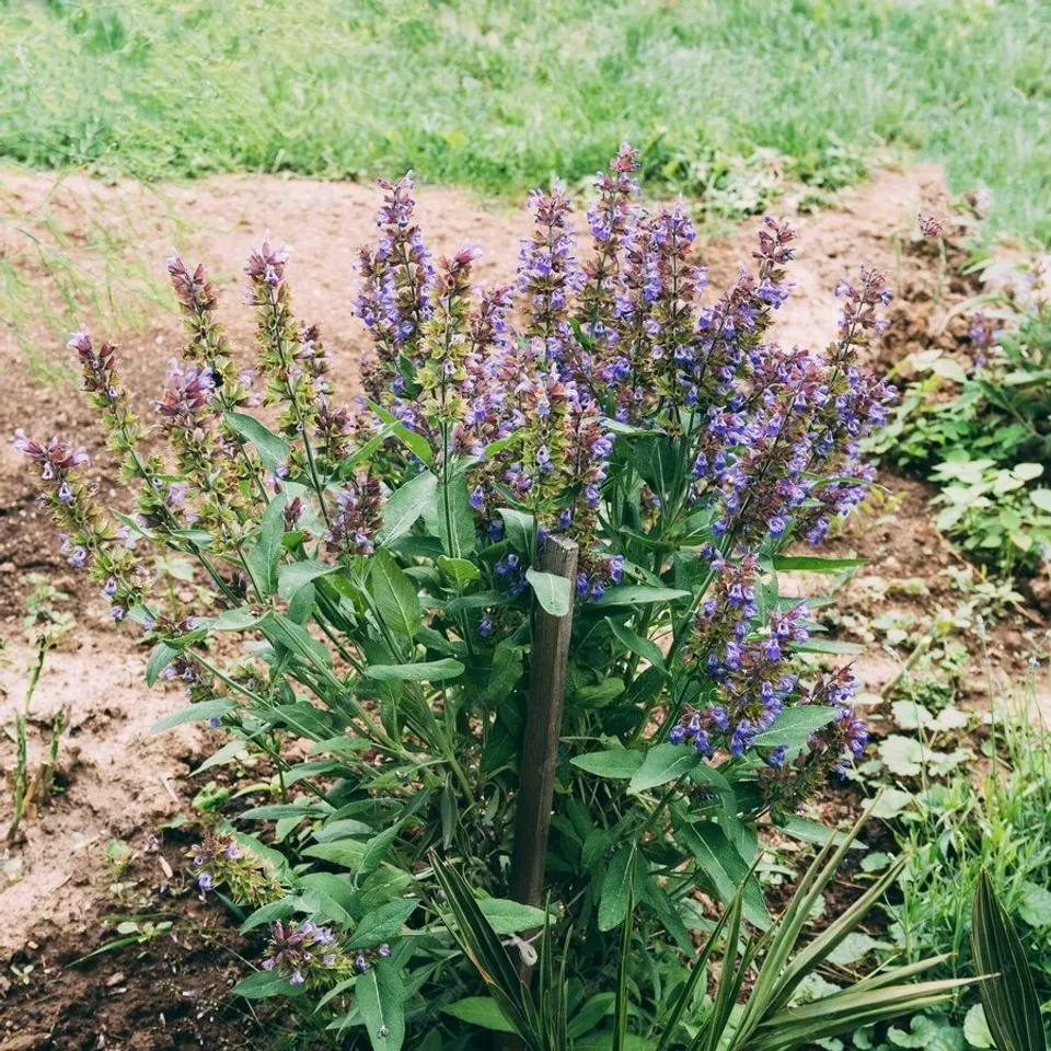 Salvia Plant 1