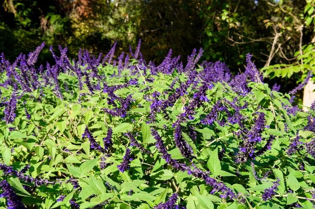 Salvia Plant 2