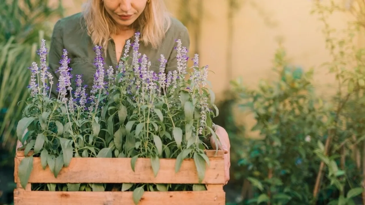 Salvia Plant 3