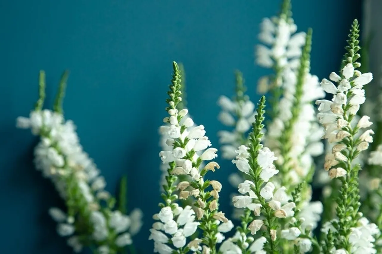 Salvia Plant 7
