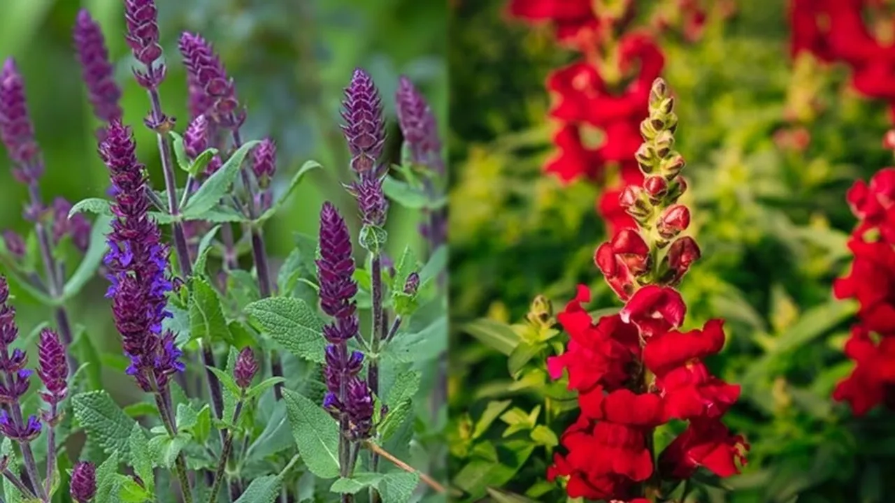 Salvia Plant Growing FI