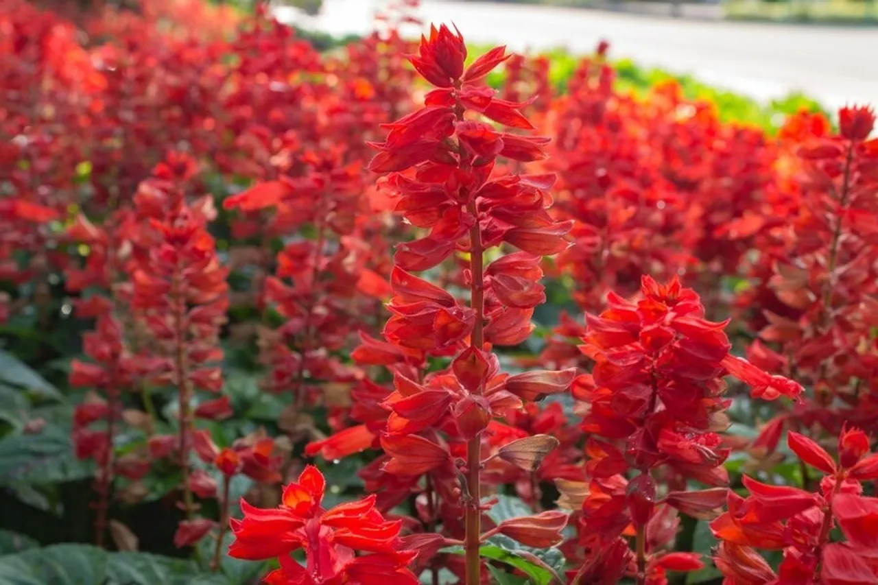 Salvia Plants 6