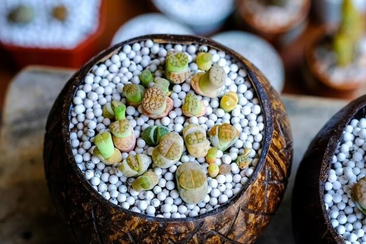 Lithop Plants 1