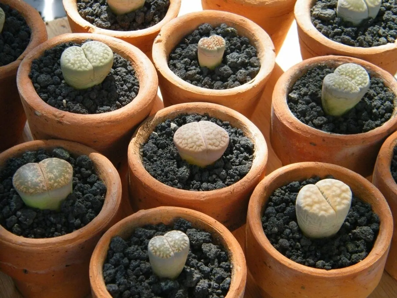 Lithop Plants 4