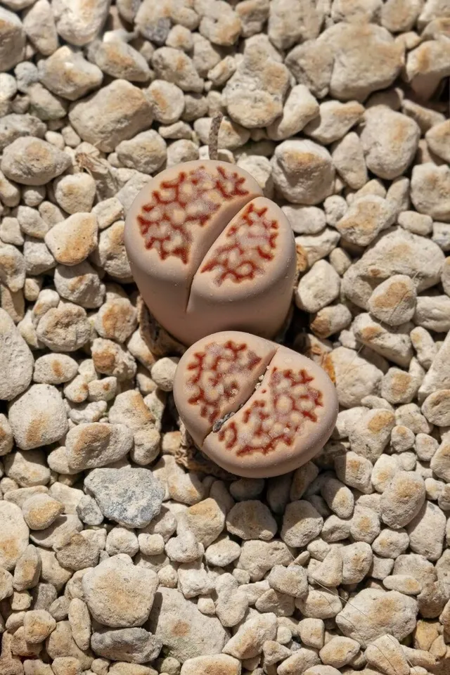 Lithop Plants 5