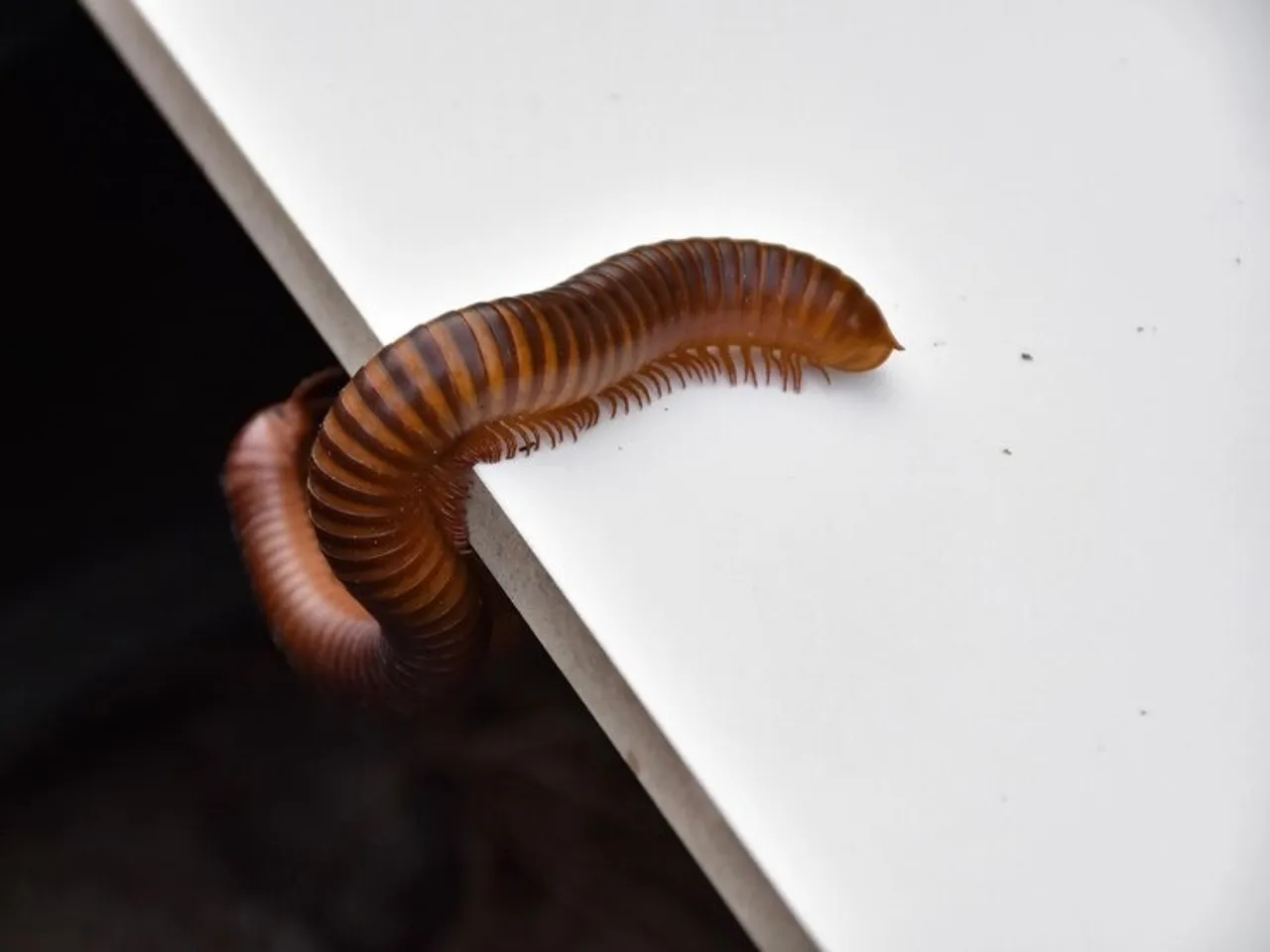 Tips To Prevent Leech Millepedes 4