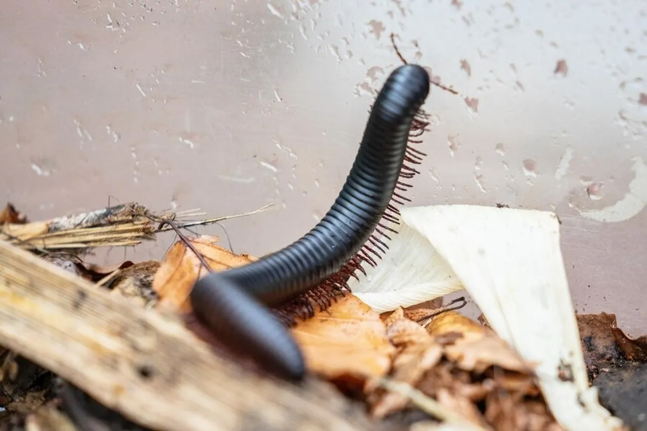 Tips To Prevent Leech Millepedes 5