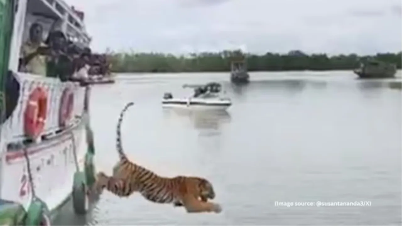 Tiger at Sundarbans