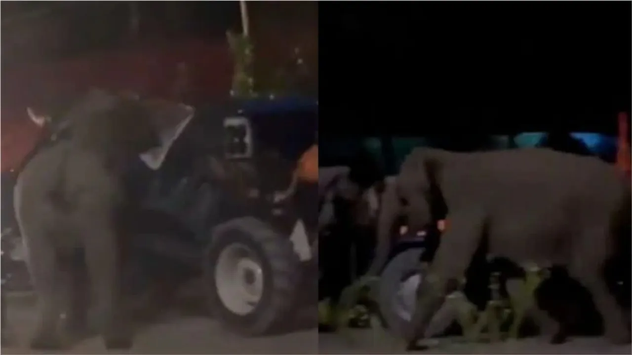 Wild Elephant Attack Video