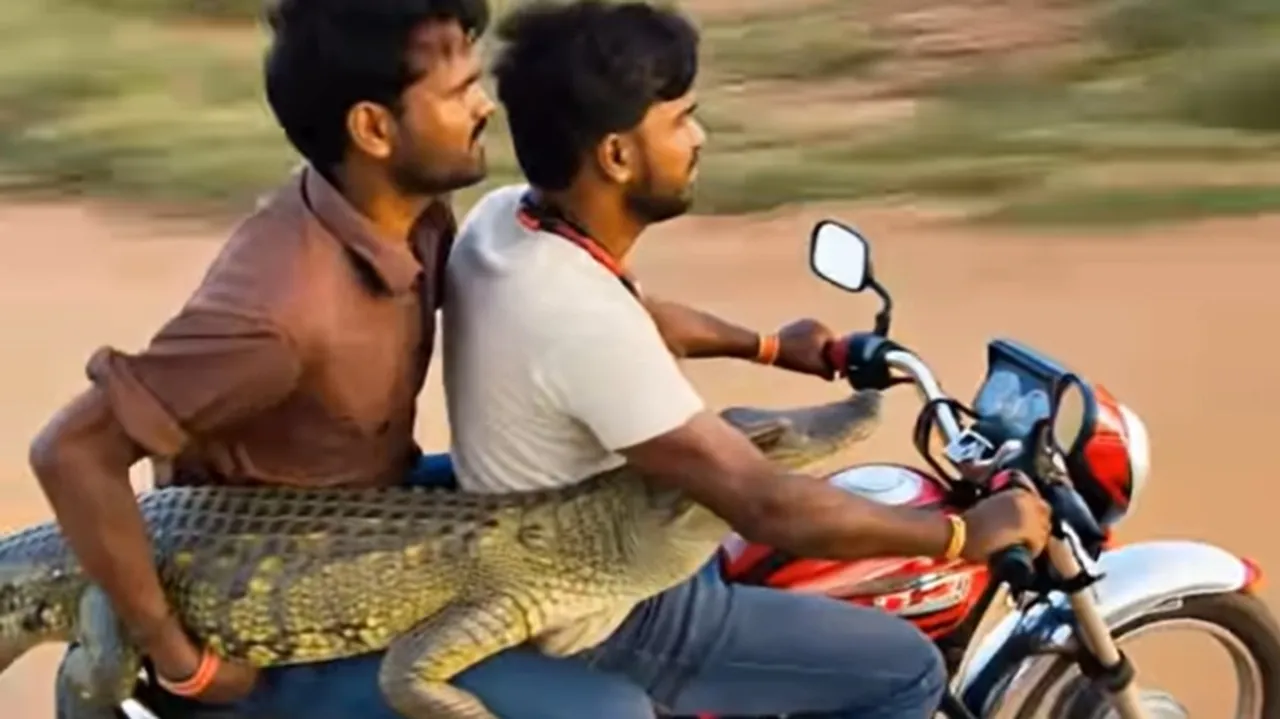 Crocodile Viral Video