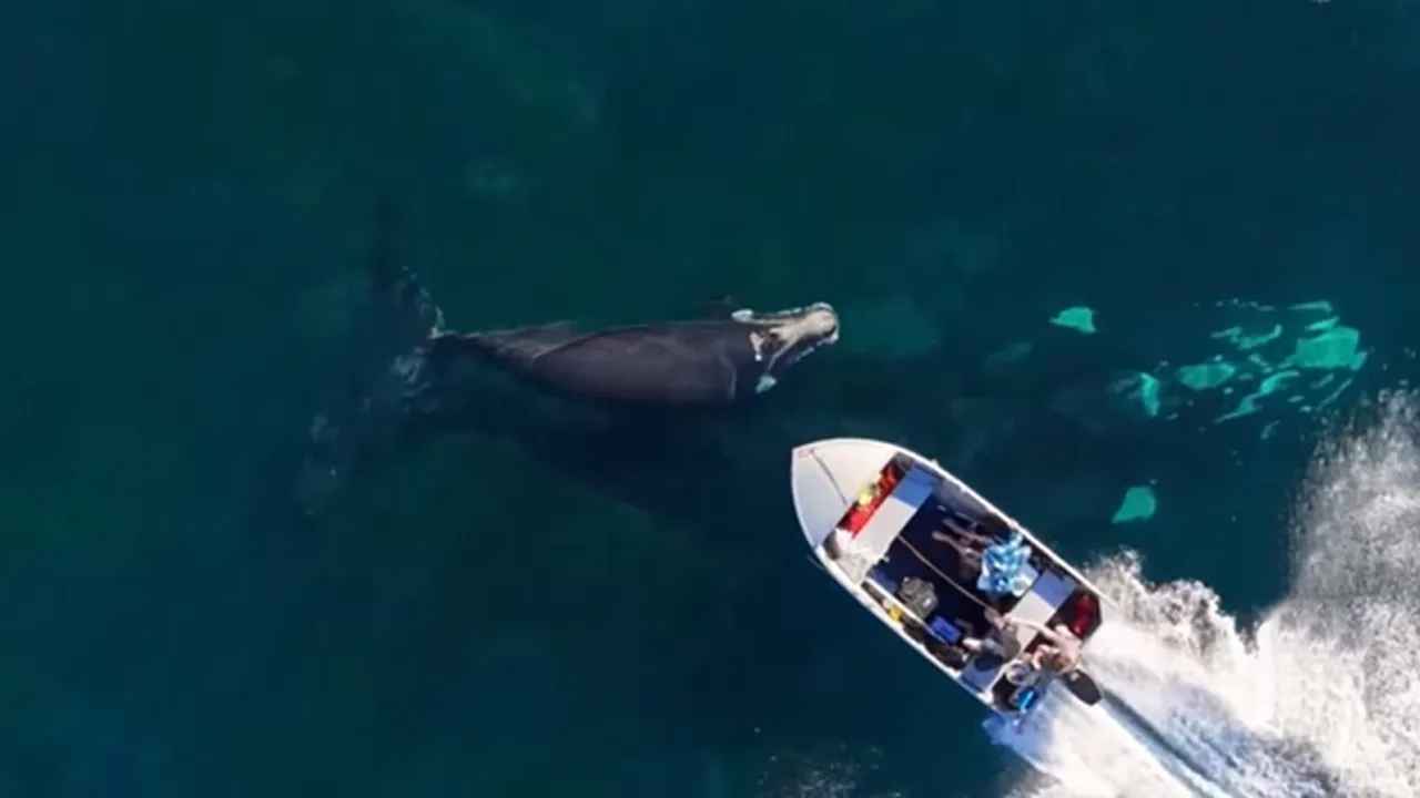 Speedboat runs over whale calf