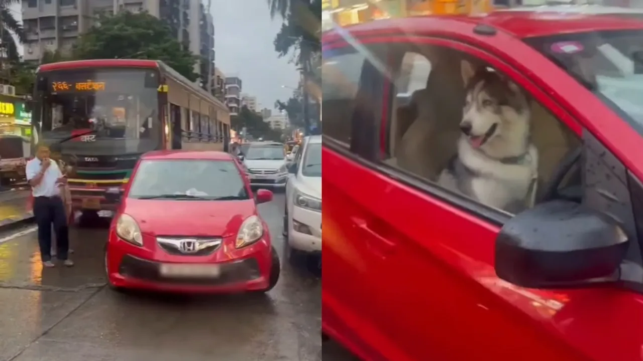 Dog Car Viral Video