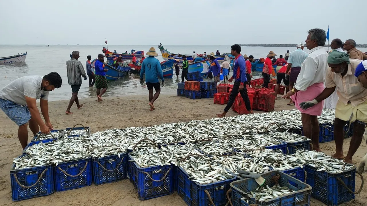 Kerala fish landings down