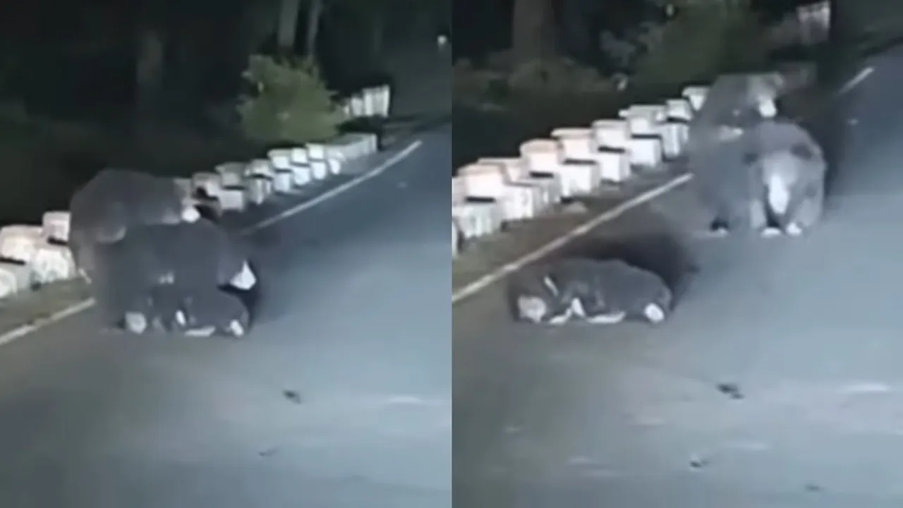 bear injured on road