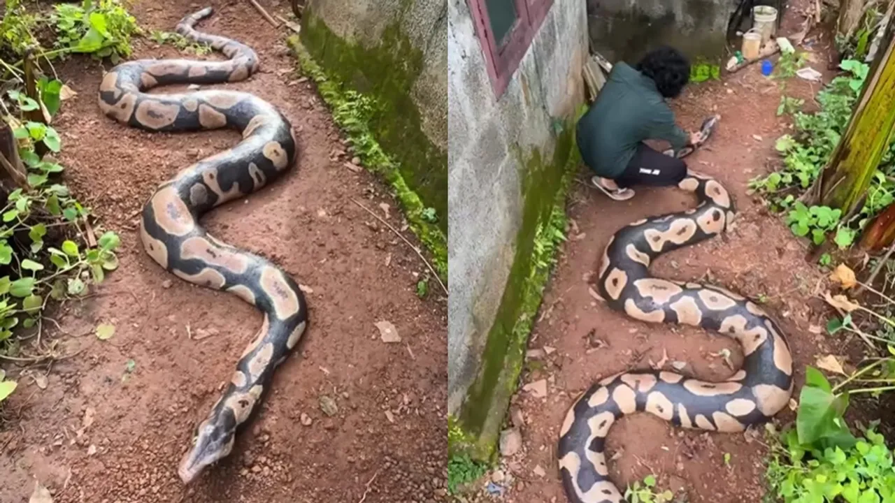 Snake Viral Video