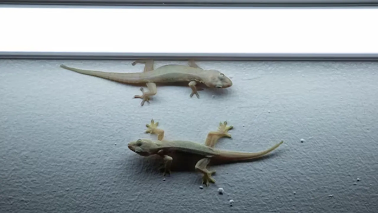 Get Rid Of House Lizard FI