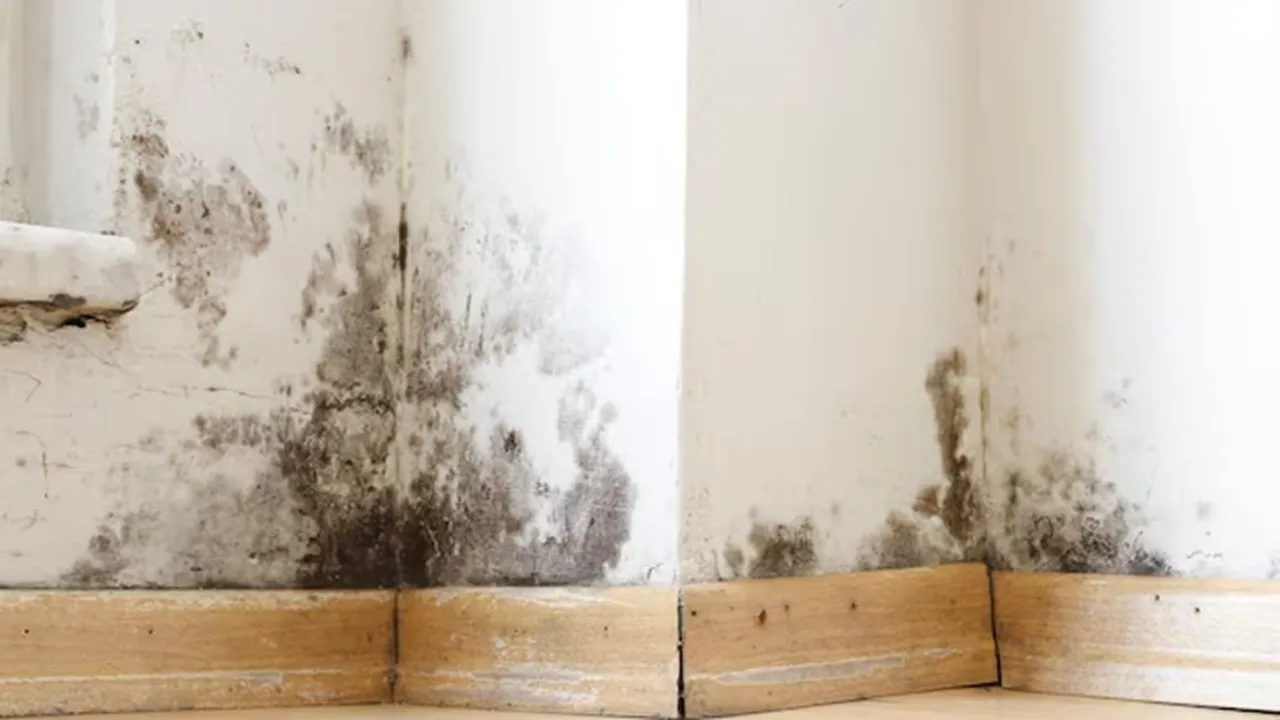 Tips To Get Rid Of Mould From Home FI