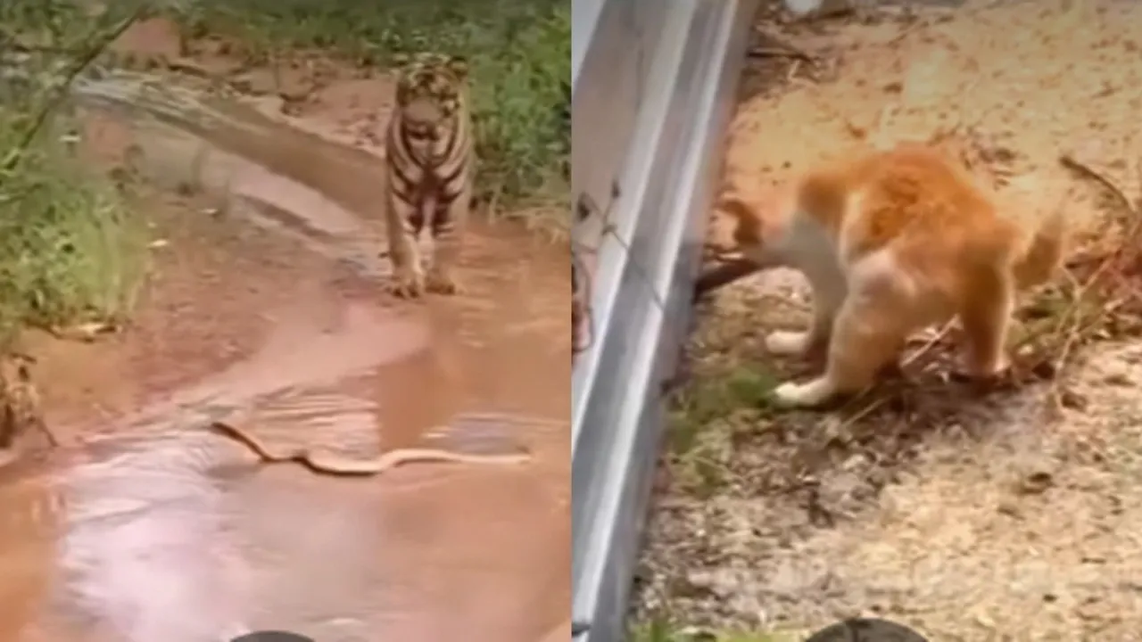 Cat Snake and Tiger Viral Video
