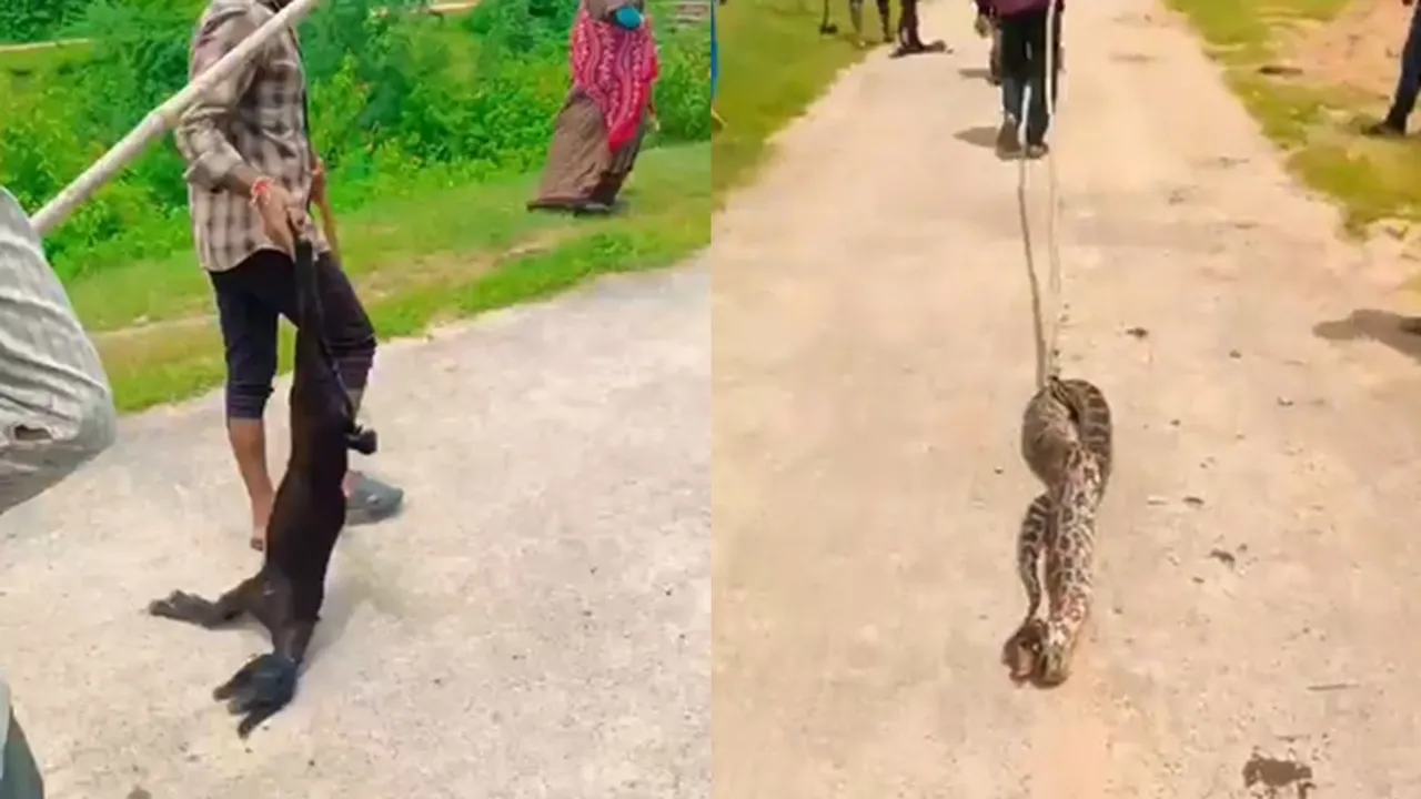 Snake Python