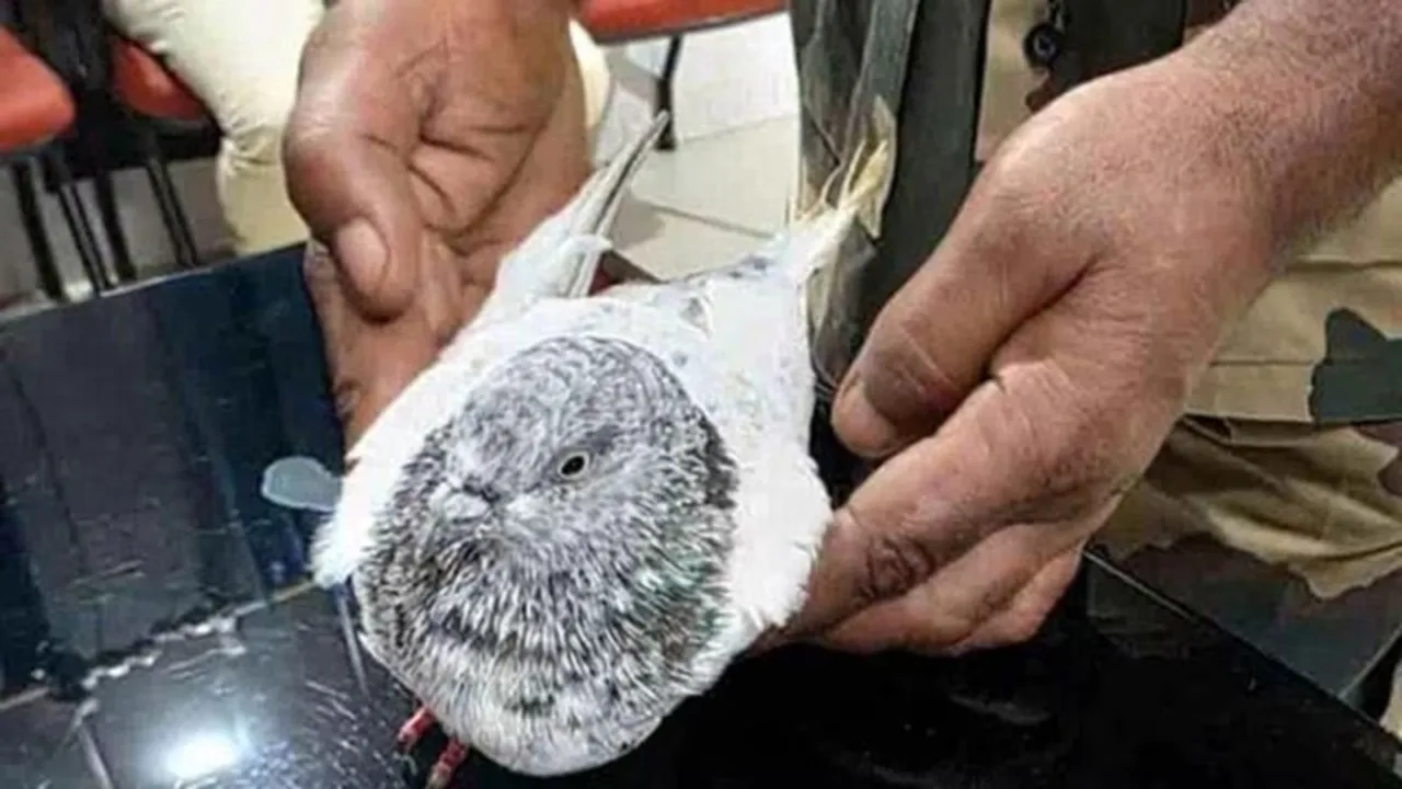 pigeon threatening note
