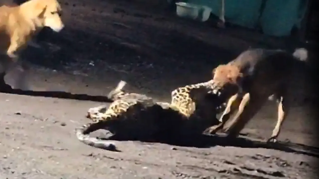 Stray dog takes down a leopard