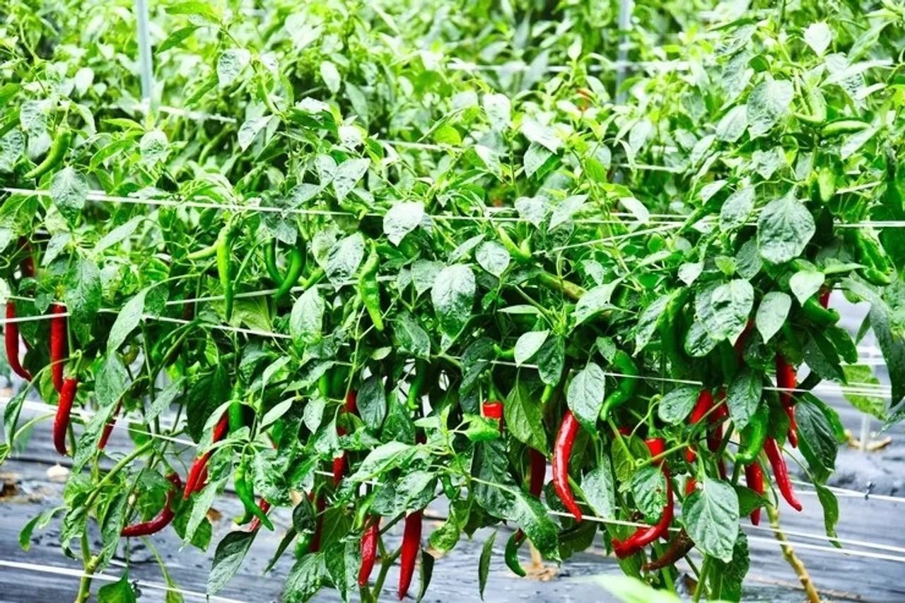 Grow Green Chilli 1
